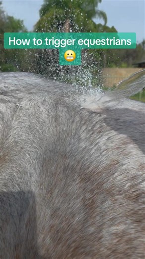 How to Train Horses: Fun Tips for Equestrians