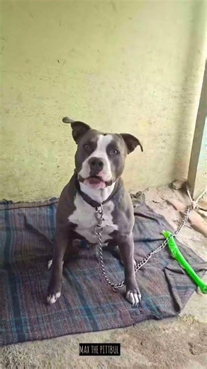 duniya ke char dog pitbull bog 🐕🐶🐕