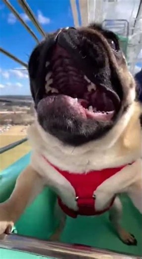 Owner Screams, Dog Screams, Everyone Screams