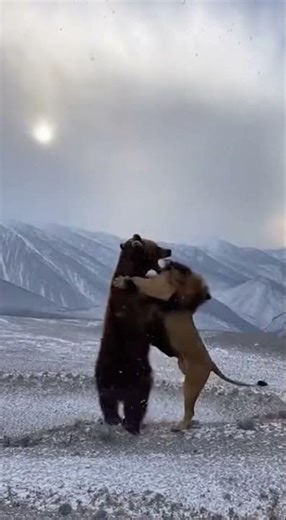 Lion vs Bear: Who is the REAL King of the Jungle?