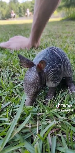 Baby Armadillo Eating Beetle | Cute Wildlife Moment