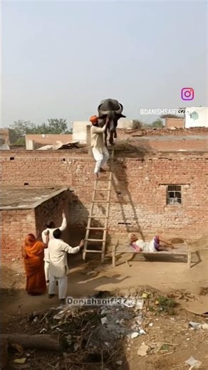 "🐄 HILARIOUS COWS: Side-Splitting Moments You WON'T Believe! 😂😂" #trailer #funny