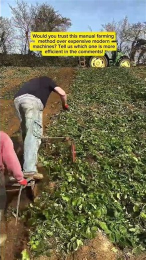 How Traditional Field Row Marking Boosts Potato Farm Efficiency | Smart Farming in Action