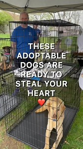 🐾 Meet Your New Best Friend! 🐾 These adorable, adoptable dogs from Home For Good Dog Rescue are ready to steal your heart and find their forever homes! 💕 Whether you’re looking for a playful pup or a loyal companion, we have the perfect dog waiting just for you. 👉 Apply to adopt today at HomeForGoodDogs.org and give a rescue dog the loving home they deserve. 📽️ Watch, share, and help us spread the word — your share could help a dog find their forever family! #AdoptDontShop #RescueDogsRock #