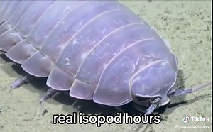 #ISOPODS|| why are they so cute || tags !!: #isopods #realisopodhours #isopod #isopodsoftiktok