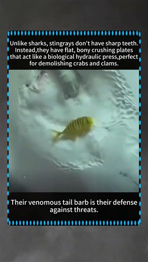 Stingrays: Nature’s Underwater Hydraulic Press #oceancreatures #biologyfacts