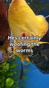 Hes loving the worms and the insect flakes. Have stopped worrying about keeping him yellow now. This discus fish just needs to eat lots. #aquarium #fishtank | Discus Switch