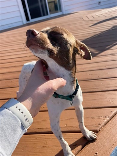 Rocco the chi
