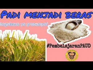 Proses Padi Menjadi Beras