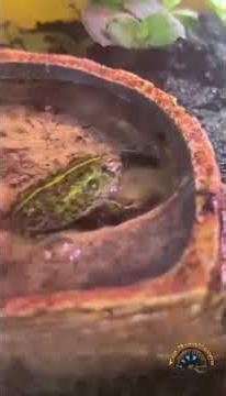 Third try's the charm!! 🐸This pixie frog was doing his best to hunt crickets. #pixiefrog #amphibians