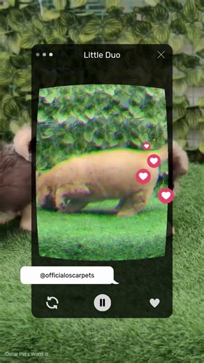 Golden Calm Meets Beagle Curiosity 🐶🤍 | Raising Confident, Happy Pups