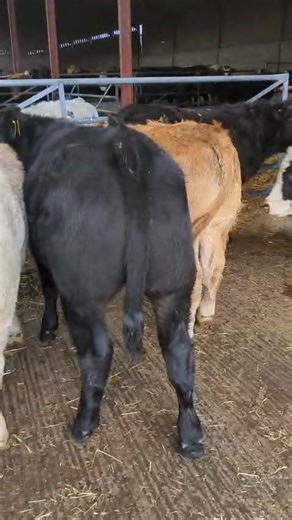 🚩FROME MARKET STORE SALE🚩 🗓️ FRIDAY 7TH NOVEMBER 2025 ⏰ 10:30AM in RING 2 A good entry of over 550 store cattle for tomorrow’s sale to include a number of super quality single suckled consignments 📸 ⬇️ A smart entry of 15 Limousin, Blue & Saler steers from FC Cottle & Son, Trowbridge 8 months old Homebred Single suckled Farm Assured Weaned 10 days ago High health BVD accredited herd Catalogue available:- https://www.fromelivestock.com/content/documents/Sales/134069139676953932-07112025stores