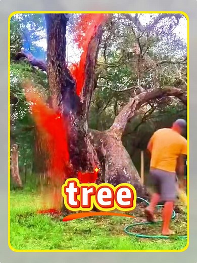 Can I Cut This Tree Down? How to Decide Which Trees to Cut