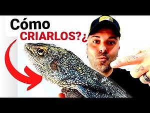 CLAMIDOSAURIO te enseño a REPRODUCIRLOS |‪@Sergioexotics‬