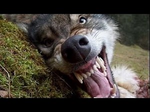 Radioactive Wolf Of Chernobyl Documentary HD Wild Life Documentary