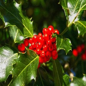 Characteristics of Holly and its Care ▷➡️ Postposmo