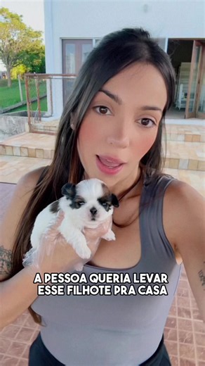 Filhote Shih Tzu 15 Dias — Como São e o Tour pelo Berçário