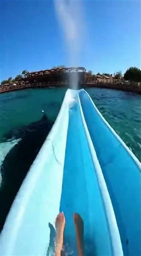 Slide down into the pool teeming with giant sea creatures #funny #memes