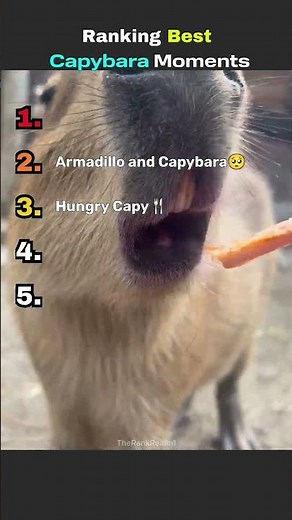 Ranking Best Capybara Moments #capybara #cute #wholesome
