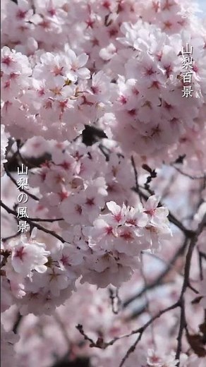 【絶景】南アルプス市にある富士山と一本桜 2026｜One cherry tree | 山梨桜スポット