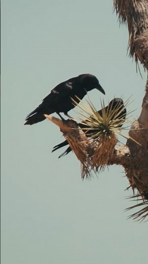 Why the Great Horned Owls Flew the Coop | Earth Focus | PBS SoCal