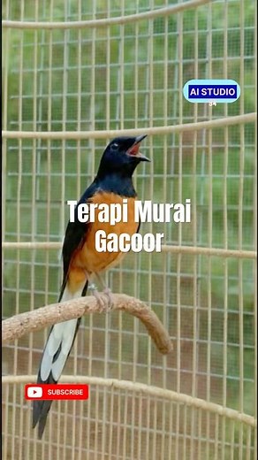 Terapi Suara Murai Batu Gacor #kicaumania