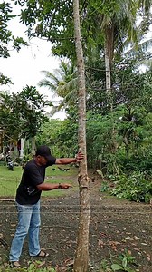 9.4K views · 8.9K reactions | Upgrade avocado tree: bark grafting techniques #grafting #avocado #gardening | Tita Setyawan | Facebook