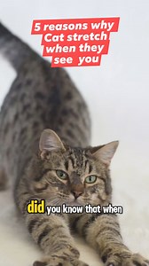 5 reasons why cats stretching when they see you #reelsviralシ #fypreelsシ゚ #fypreelsシ゚viralシ #viralreelsシ #fypreelstrending #reelscats #catreels #catreelsfbviral #catreelsfb #fypシ゚ #reelspetlover | All about cats