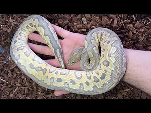 Beautiful Ball Python Morphs You Can Buy For Under 1,000$