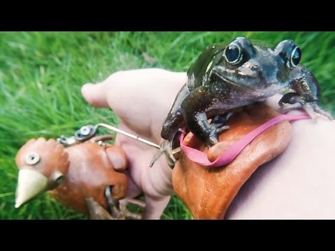 Dabchick ~20~ Froggy Style