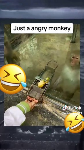 Funny and Angry Monkey Memes Compilation