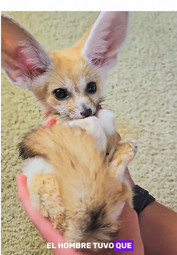 Rescue Story: Man Saves Fox from Heat Stroke