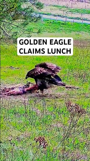 Rare Double Golden Eagle Encounter #goldeneagle #wildselkirks #wildlife