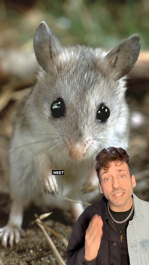 Dan Alexander on Instagram: "The Grasshopper Mouse is built different 👀 #funfact #didyouknow"