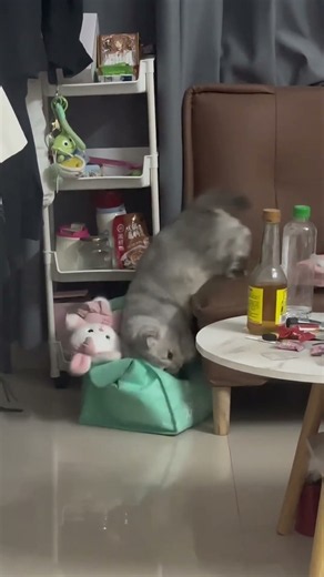 Sleeping cat hilariously slips off sofa and tumbles into shopping bag in Guangdong, China