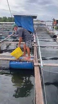 Fish Farm Life: Fast Feeding Time! | This Fish Farm Feeding Is Too Crazy! |