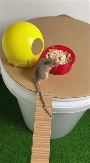 Best Toys For Your Pet Rats DIY Toys For Endless Fun #PetRats #DIYToys #RatCare