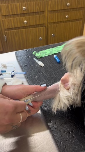 Veterinary Techniques for Dog Neuter and IV Catheter Placement