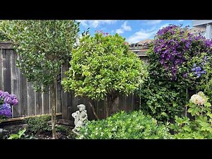 Annual Maintenance Prune For A Tree Formed Pieris Japonica - July 12, 2026