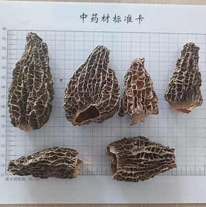 [Hot Item] Factory Wholesale Cultivated Morel Mushroom Bulk Supply of Dried Morel Mushroom Morchella Esculenta