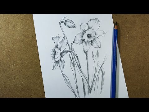 How to draw daffodil flower step by step | Pencil