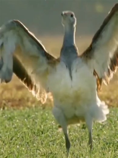 Discover the Fascinating World of Animals