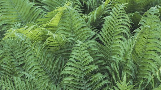 9 gardening tips for growing a lush fern garden