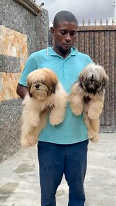 5.3K views · 40 reactions | lhasa Apso ❤️勞 #foryoupage #fypシ゚viralシfypシ゚viralシalシ #fyp | Super Quality Kennels | Facebook