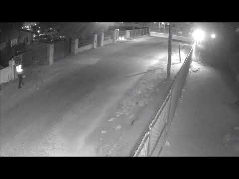 Detectives Ask for Help Identifying Two Individuals in Dog Incident