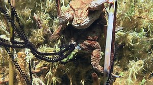 Female common toad (Bufo bufo) spawns at the bottom of the lake, the gelatinous egg strings tangled in plant stalks.