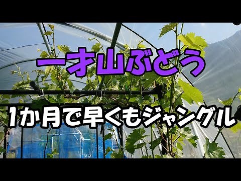 Issaiyama grapes - which flower spikes should I use? Just one month and already the jungle