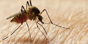 Tips, resources to survive mosquito season