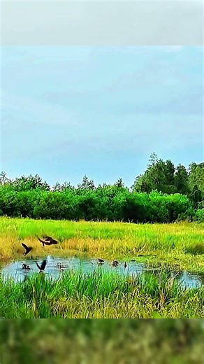 Trapping Birds With Net 🤯😱|#goosehunt #birdhunting #hunting #duckhunting #birds #yt #shorts #youtube