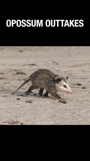 True Facts: Opossums - Watch the whole epode on YouTube!